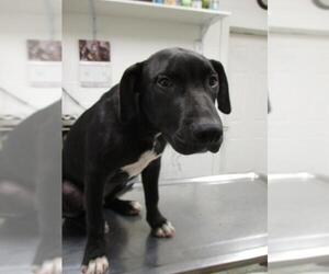 Labrador Retriever-Unknown Mix Dogs for adoption in Starke, FL, USA