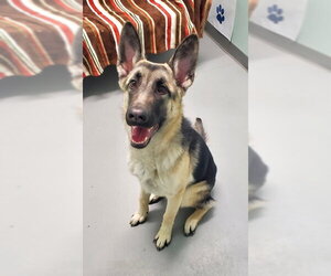 Mutt Dogs for adoption in Lake City, MI, USA
