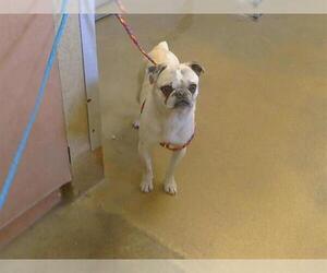 Pug Dogs for adoption in Sacramento, CA, USA