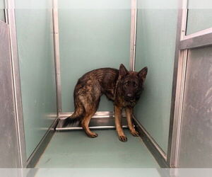 German Shepherd Dog-Unknown Mix Dogs for adoption in Moreno Valley, CA, USA
