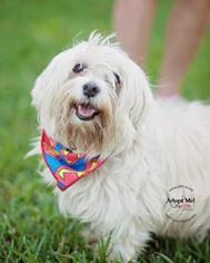 Maltese Dogs for adoption in Lafayette, LA, USA