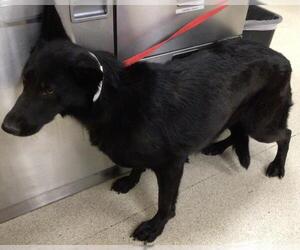 Mutt Dogs for adoption in Riverside, CA, USA