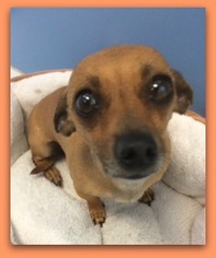 Chiweenie Dogs for adoption in Pampa, TX, USA
