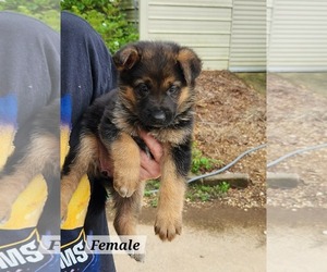 German Shepherd Dog-Unknown Mix Dogs for adoption in Royal Palm Beach, FL, USA