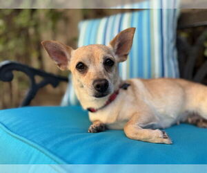 Chihuahua Dogs for adoption in Santa Clara, CA, USA