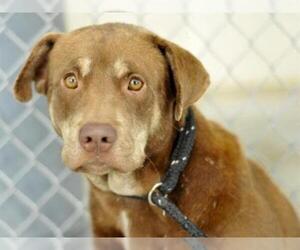 Labrottie Dogs for adoption in Tavares, FL, USA