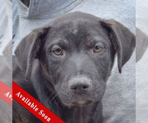American Staffordshire Terrier-Boxer Mix Dogs for adoption in Huntley, IL, USA