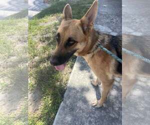 German Shepherd Dog Dogs for adoption in Plantation, FL, USA