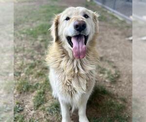 Golden Retriever-Unknown Mix Dogs for adoption in Riverside, CA, USA