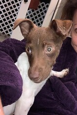 Jack-Rat Terrier Dogs for adoption in Lake Elsinore, CA, USA