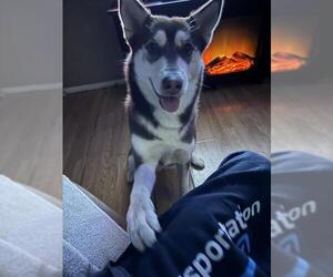 Huskies -Unknown Mix Dogs for adoption in San Antonio, TX, USA