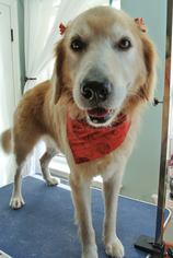 Golden Retriever Dogs for adoption in Southeastern, PA, USA