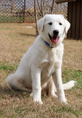 Great Pyrenees Dogs for adoption in Montpelier, VT, USA