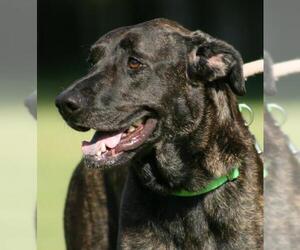 Black and Tan Coonhound-Labrador Retriever-Unknown Mix Dogs for adoption in North Fort Myers, FL, USA