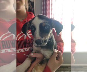 Catahoula Leopard Dog-Great Pyrenees Mix Dogs for adoption in New London, WI, USA
