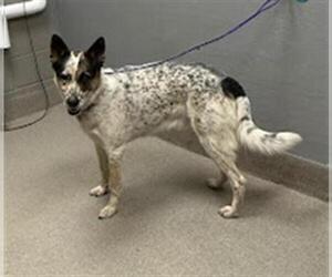 Mutt Dogs for adoption in Las Vegas, NV, USA