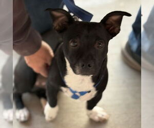 Chihuahua-Unknown Mix Dogs for adoption in Chandler, AZ, USA