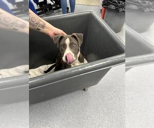 Mutt Dogs for adoption in Bakersfield, CA, USA