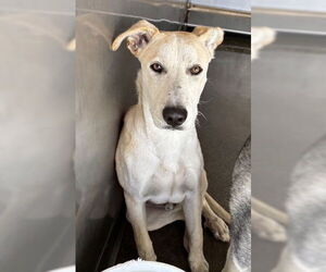 Labrador Retriever-Unknown Mix Dogs for adoption in San Bernardino, CA, USA