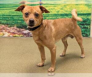 Chihuahua-Unknown Mix Dogs for adoption in Moreno Valley, CA, USA