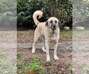 Anatolian Shepherd Dogs for adoption in Higley, AZ, USA