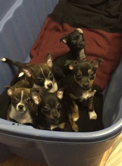 Rat Terrier-Unknown Mix Dogs for adoption in Hope, British Columbia, Canada