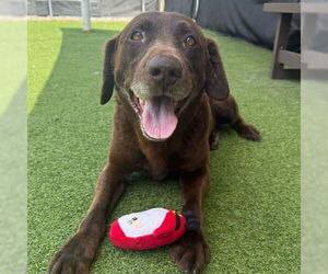 Labrador Retriever Dogs for adoption in Camarillo, CA, USA