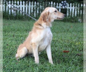 Golden Retriever-Unknown Mix Dogs for adoption in Holly Hill, SC, USA