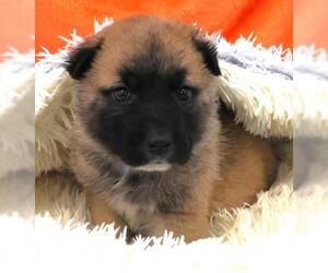 Mutt Dogs for adoption in Thief River Falls, MN, USA