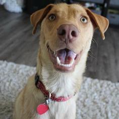 Collie-Labrador Retriever Mix Dogs for adoption in San Diego, CA, USA