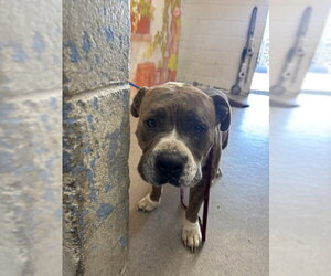 Mutt Dogs for adoption in San Bernardino, CA, USA