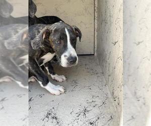 Staffordshire Bull Terrier Dogs for adoption in Sugar Land, TX, USA