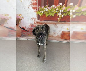 German Shepherd Dog Dogs for adoption in San Bernardino, CA, USA