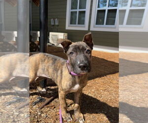 Plott Hound-Unknown Mix Dogs for adoption in Hilton Head, SC, USA