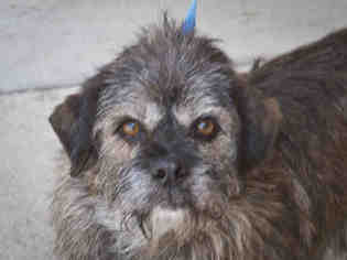 Cairn Terrier Dogs for adoption in Ojai, CA, USA