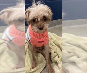 Shih Tzu-Unknown Mix Dogs for adoption in Sterling, MA, USA