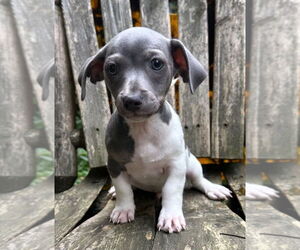 Dachshund Dogs for adoption in Ellijay, GA, USA