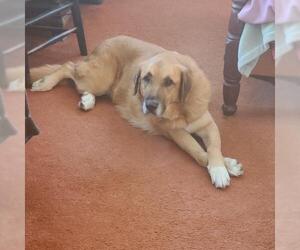 Golden Pyrenees Dogs for adoption in Rowayton, CT, USA