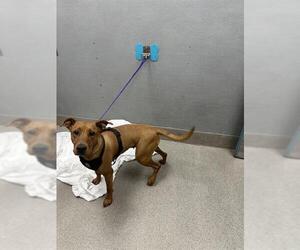 Rhodesian Ridgeback-Unknown Mix Dogs for adoption in Las Vegas, NV, USA