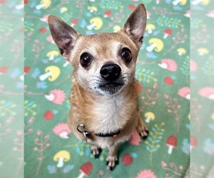 Chihuahua Dogs for adoption in Frisco, CO, USA