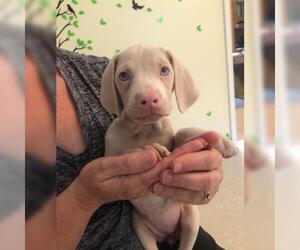Doberman Pinscher Dogs for adoption in Harrisville, WV, USA