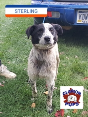 Mutt Dogs for adoption in Strattanville, PA, USA