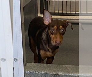 Chihuahua-Unknown Mix Dogs for adoption in San Antonio, TX, USA