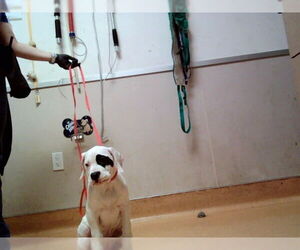 Argentinian Mastiff-Unknown Mix Dogs for adoption in Martinez, CA, USA