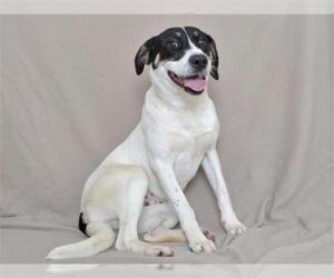 American Foxhound-Border Collie Mix Dogs for adoption in Oroville, CA, USA