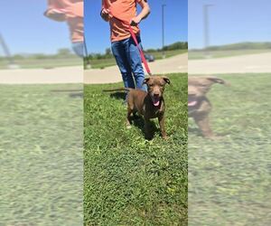 American Pit Bull Terrier-Unknown Mix Dogs for adoption in Oskaloosa, IA, USA