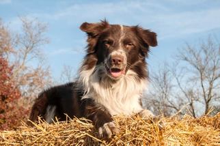 Border Collie Dogs for adoption in Livonia, MI, USA