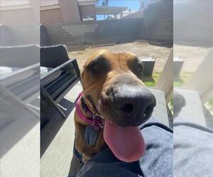 Mutt Dogs for adoption in Las Vegas, NV, USA