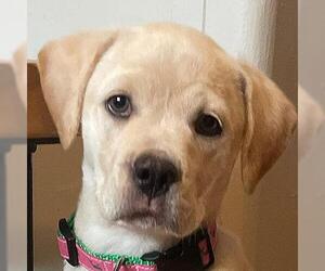 Labrador Retriever Dogs for adoption in Framingham, MA, USA