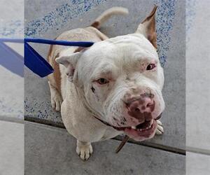 American Pit Bull Terrier Dogs for adoption in Bakersfield, CA, USA